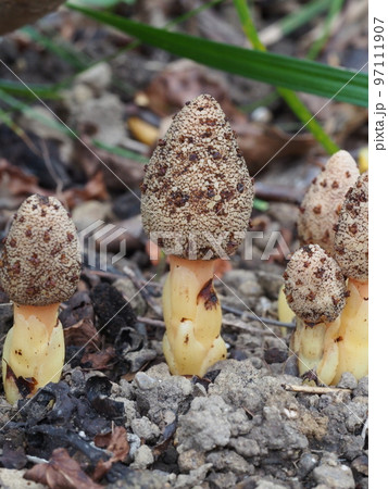 キイレツチトリモチの花 喜入土鳥黐、Balanophora tobiracola キイレツチトリモチの花 喜入土鳥黐、Balanophora tobiracola 97111907