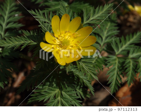 シコクフクジュソウの花　四国福寿草 97112313