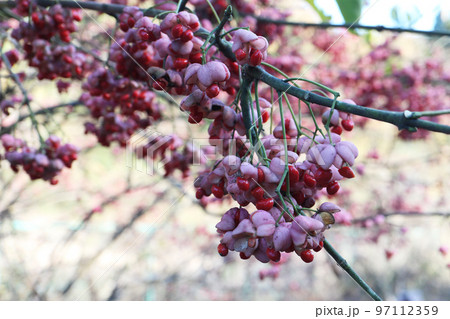 マユミの実 97112359