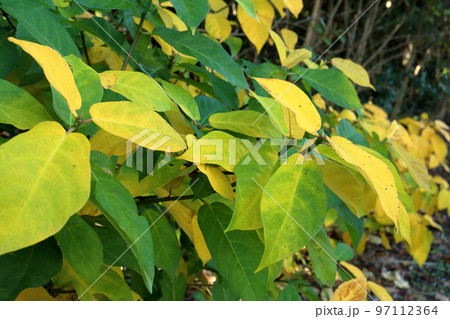 黄葉したイヌビワ 97112364