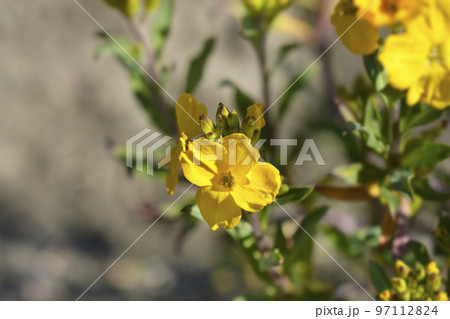Wallflower 97112824