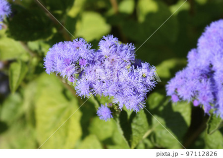 Floss Flower Floss Flower 97112826