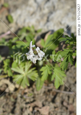 White Hollowroot White Hollowroot 97112827