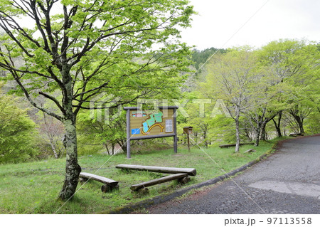 春の新緑が美しい湿原（タカドヤ湿原　愛知県 豊田市 三河） 97113558