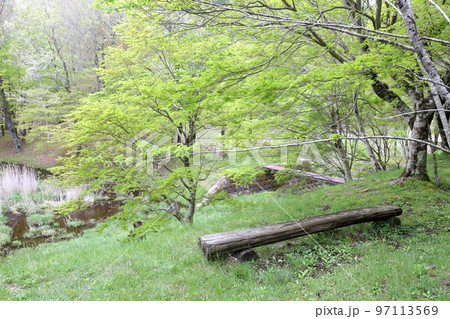 春の新緑が美しい湿原（タカドヤ湿原　愛知県 豊田市 三河） 97113569