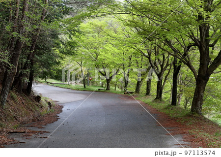 春の新緑が美しい湿原（タカドヤ湿原　愛知県 豊田市 三河） 97113574