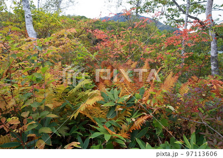 シダ植物類の紅葉（長野県 志賀高原） 97113606