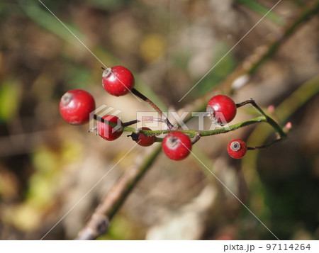 野茨　ノイバラ 97114264