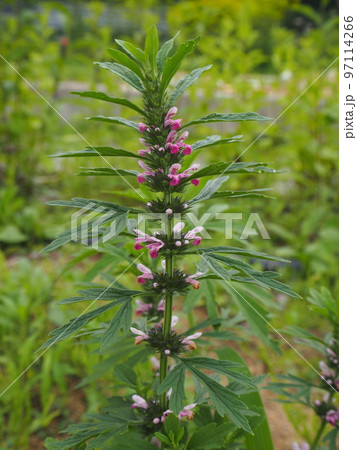 目弾き　メハジキ 97114266