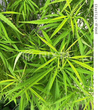 すごい成長した家庭菜園の鉢植えの大量大麻の葉っぱの俯瞰イメージ すごい成長した家庭菜園の鉢植えの大量大麻の葉っぱの俯瞰イメージ 97114415