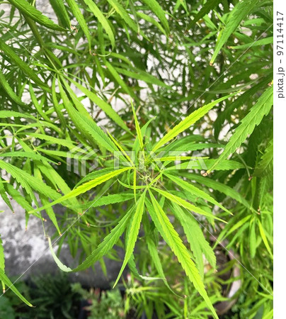すごい成長した家庭菜園の鉢植えの大麻の葉っぱ すごい成長した家庭菜園の鉢植えの大麻の葉っぱ 97114417