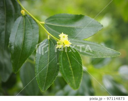 棗 ナツメ 棗 ナツメ 97114873