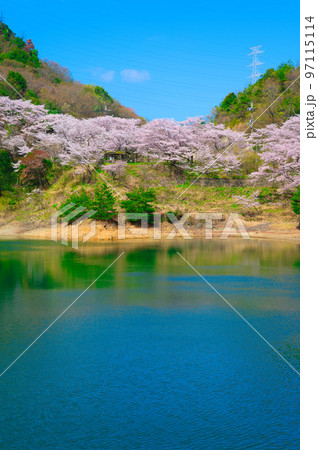 【大阪府】4月・青空の下、桜満開になった永楽ダムの桜並木をウォーキング 【大阪府】4月・青空の下、桜満開になった永楽ダムの桜並木をウォーキング 97115114