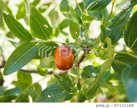 棗 ナツメ 棗 ナツメ 97115168