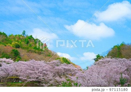 【大阪府】4月・青空の下、桜満開になった永楽ダムの桜並木をウォーキング 【大阪府】4月・青空の下、桜満開になった永楽ダムの桜並木をウォーキング 97115180