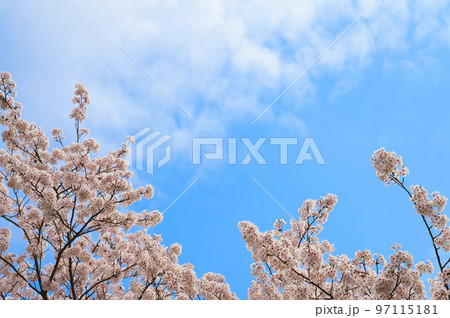 【大阪府】4月・青空の下、桜満開になった永楽ダムの桜並木をウォーキング 【大阪府】4月・青空の下、桜満開になった永楽ダムの桜並木をウォーキング 97115181