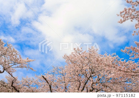 【大阪府】4月・青空の下、桜満開になった永楽ダムの桜並木をウォーキング 【大阪府】4月・青空の下、桜満開になった永楽ダムの桜並木をウォーキング 97115182