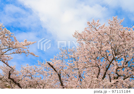 【大阪府】4月・青空の下、桜満開になった永楽ダムの桜並木をウォーキング 97115184