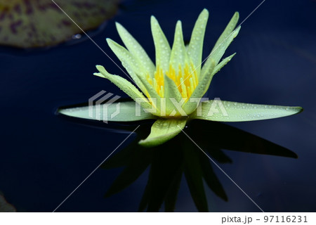 水に浮かぶ睡蓮の花 97116231