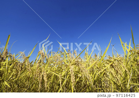 10月上旬の稲穂と青空 97116425