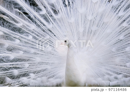 羽を広げたシロクジャク 97116486