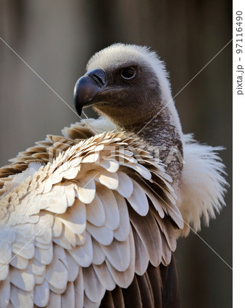 コシジロハゲワシのポートレート 97116490