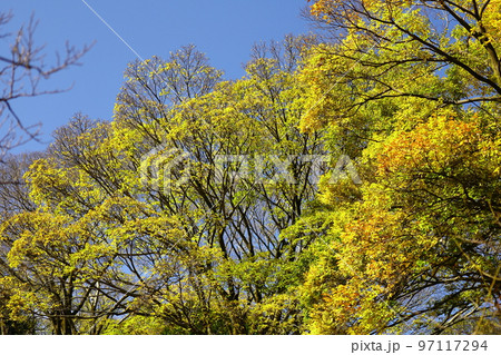 燃える秋 97117294