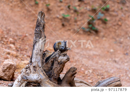 Cute Chipmunk cleaing itself on a stick in Bryce Canyon, USA 97117879