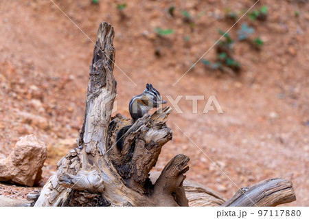 Cute Chipmunk cleaing itself on a stick in Bryce Canyon, USA 97117880