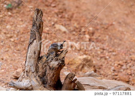 Cute Chipmunk cleaing itself on a stick in Bryce Canyon, USA Cute Chipmunk cleaing itself on a stick in Bryce Canyon, USA 97117881