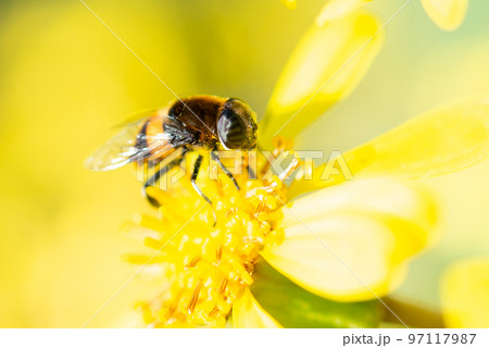 ツワブキの花で蜜を食べるオオハナアブ 97117987