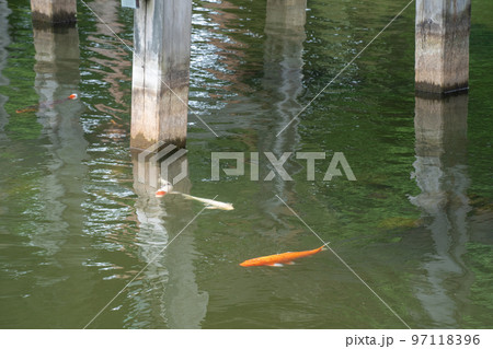 高田城の極楽橋橋脚の周りを優雅に遊泳する錦鯉 高田城の極楽橋橋脚の周りを優雅に遊泳する錦鯉 97118396