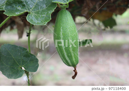 green colored pointed gourd on tree in farm for harvest green colored pointed gourd on tree in farm for harvest 97118400