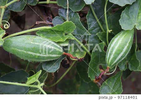 green colored pointed gourd on tree in farm for harvest 97118401