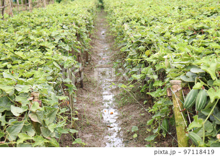 green colored pointed gourd on tree in farm for harvest 97118419