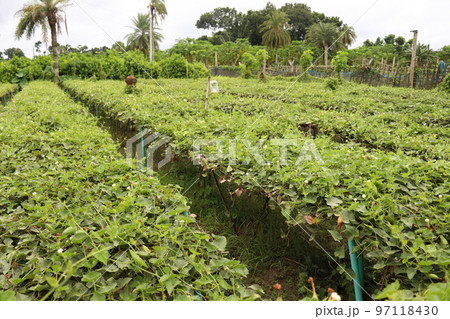 green colored pointed gourd on tree in farm for harvest 97118430