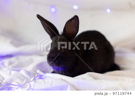 Little black rabbit on a white background with blue Christmas lights. 97119744