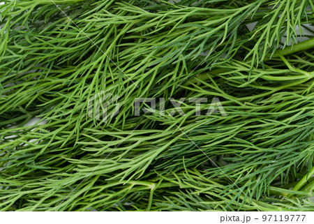 Full frame abstract background from dill leaves close up. Full frame abstract background from dill leaves close up. 97119777