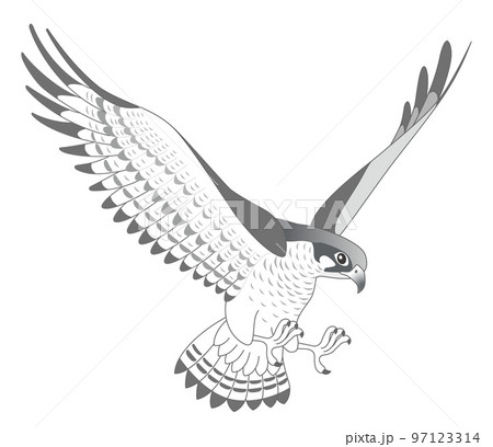 隼 ハヤブサのイラスト素材 [97123314] - PIXTA