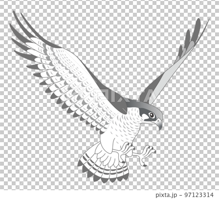 隼　ハヤブサ 97123314