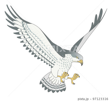 鷹　タカ 97123316