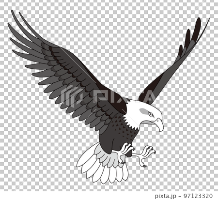 老鷹白頭鷹 老鷹白頭鷹 97123320