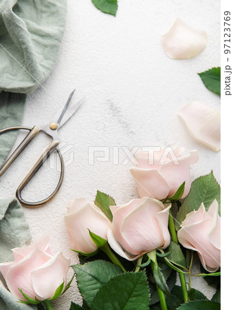Top view of a bouquet of pink roses, scissors and fabric Top view of a bouquet of pink roses, scissors and fabric 97123769