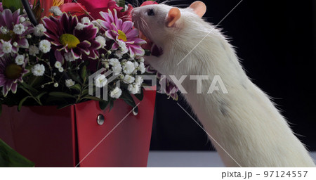 Domestic white rat sniffs flowers Domestic white rat sniffs flowers 97124557