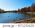 舎人公園の野鳥と水辺のラクウショウの林の紅葉　湖面に映える景観 97125420