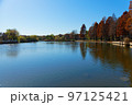 舎人公園の水辺のラクウショウの紅葉と湖面に映える景観 97125421