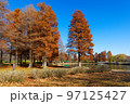 舎人公園の水辺のラクウショウの紅葉と湖面に映える景観 97125427