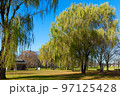 舎人公園の紅葉と大きな枝垂れ柳　 97125428