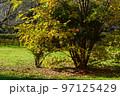 舎人公園の林の紅葉とピンク色のサザンカの花　 97125429