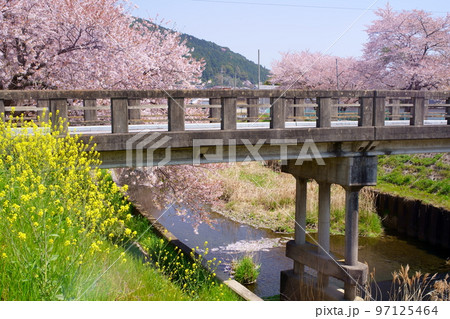 桜満開の宇治田原町、田原川河畔の桜の遊歩道「やすらぎの道」(京都府綴喜郡宇治田原町・田原川河畔) 桜満開の宇治田原町、田原川河畔の桜の遊歩道「やすらぎの道」(京都府綴喜郡宇治田原町・田原川河畔) 97125464